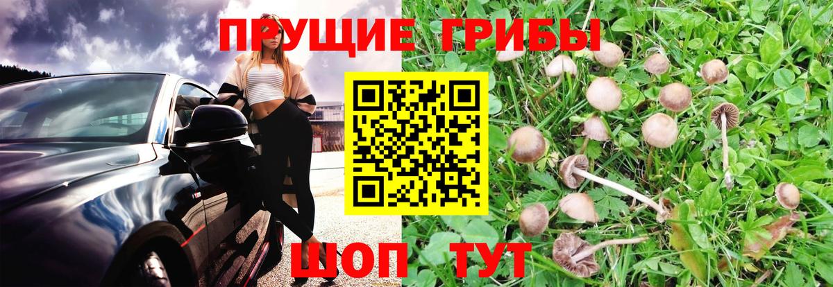 Псилоцибиновые грибы Cubensis  Галлюциногенные грибы Cubensis  Вход с VPN  купить   Гай 